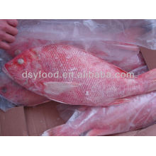 Whole Round Red Snapper